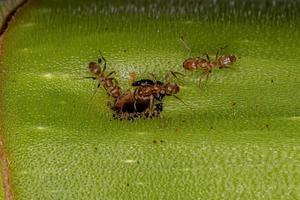 formiche di cecropia adulta su un tronco di cecropia foto