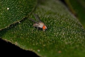 piccolo moscerino della frutta adulto foto