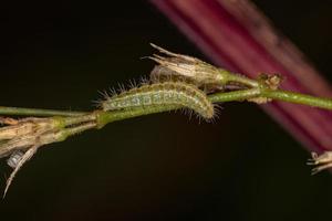 piccola larva di falena foto