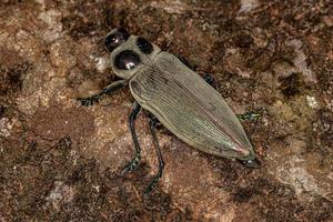 coleottero ceiba borer foto