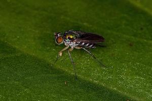 mosca adulta a zampe lunghe foto