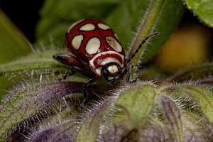 scarabeo delle pulci adulto foto