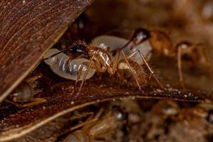 formica carpentiere femmina adulta foto