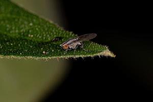 mosca lauxanide adulta foto