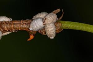 insetti a squama bianca foto