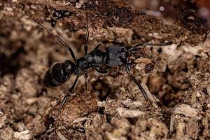 formica pantera femmina adulta foto