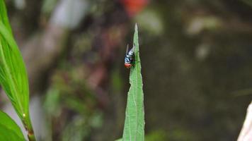 foto a macroistruzione della mosca verde