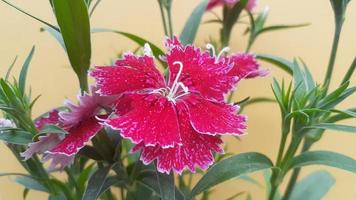 immagine del fiore di dianthus 003 foto