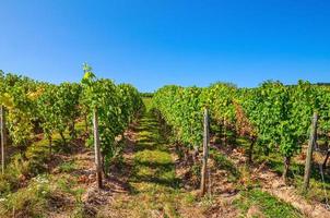 palo di legno della vite e filari di vigneti campi verdi paesaggio con traliccio di uva sulla valle del fiume Reno foto