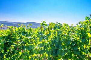 alberi di vite su traliccio con uva e foglie nei vigneti verdi campi sulle colline nella valle del fiume Reno foto