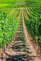 filari di vite nei vigneti campi verdi paesaggio con graticcio d'uva sulle colline nella valle del fiume Reno foto