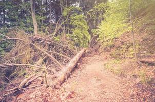 albero che cade sul sentiero nel bosco fitto e fitto della foresta di slavkov con faggi vicino a karlovy variano foto