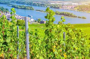 palo d'acciaio della vite e filari di vigneti campi verdi paesaggio con graticcio d'uva sulla valle del fiume Reno foto