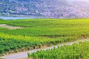 vigneti campi verdi paesaggio con filari di vite sulle colline nella gola del reno fiume valle del Reno foto