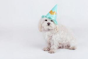 cane divertente con cappello foto
