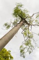 Moringa drouhardii albero bottiglia nella natura tropicale in Malesia. foto