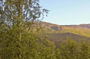 paesaggio norvegese con alberi abeti montagne e rocce. natura norvegese. foto