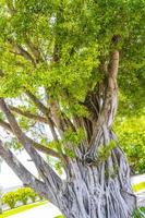 grande albero di ficus tropicale nel parco all'aeroporto di Cancun in Messico. foto