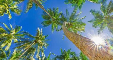 palma da cocco con cielo blu, bellissimo sfondo di raggi di sole tropicale. natura esotica basso punto di vista con foglie di palma. paesaggio di viaggio foto