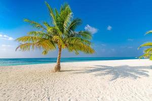 palma perfetta sulla spiaggia tropicale, sabbia soffice e mare calmo all'orizzonte. design di sfondo per viaggi estivi, vacanze, banner per le vacanze, spazio per la copia foto