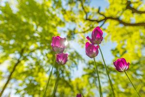natura in fiore di primavera. paesaggio del parco di fiori e tulipani. bellissimo scenario all'aperto, incantevole sfondo floreale colorato natura, giornata di sole. tulipani del primo piano con gli alberi