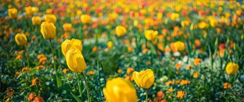 sfondo primaverile con bellissimi tulipani gialli. bandiera floreale del parco del giardino della città. tulipani gialli a fioritura primaverile, sfondo floreale bokeh, carta floreale pastello e morbida, messa a fuoco selettiva, tonica foto
