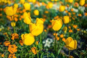 sfondo primaverile con bellissimi tulipani gialli. bandiera floreale del parco del giardino della città. tulipani gialli a fioritura primaverile, sfondo floreale bokeh, carta floreale pastello e morbida, messa a fuoco selettiva, tonica foto