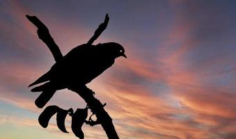 sagoma di uccello con albero nel pomeriggio. foto