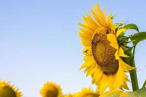 girasole sul campo con un'ape che vola in giro foto