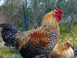 polli allevati in agricoltura biologica. gallo in contadino.galletto giovane con cresta di pisello. foto
