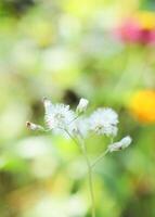 fiore di erba con sfondi di luci bokeh nella natura foto