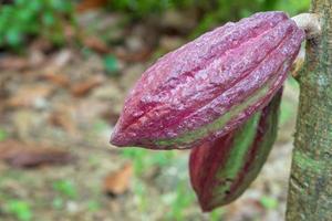 baccelli di cacao rossi che crescono sugli alberi di cacao. foto