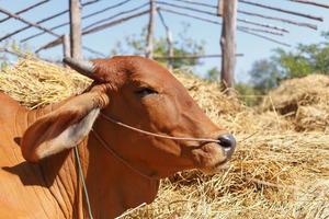 mucca marrone nella fattoria foto