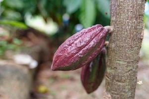giovane frutto del baccello di cacao in crescita. foto