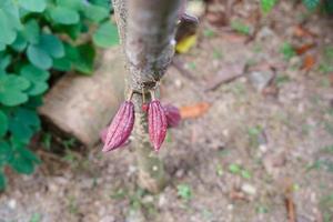 giovane frutto del baccello di cacao in crescita. foto