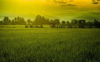 bellissimo paesaggio mattutino con campo di riso foto