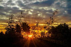 cielo serale tropicale con silhouette ad albero foto