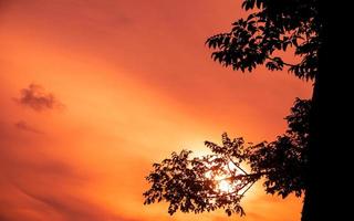 sfondo di silhouette di rami di albero con cielo al tramonto arancione foto