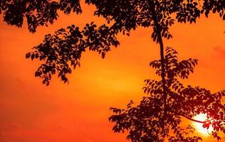 sfondo di silhouette di rami di albero con cielo al tramonto arancione foto