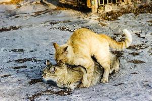 gatto randagio copulazione bella giornata di sole all'aperto foto