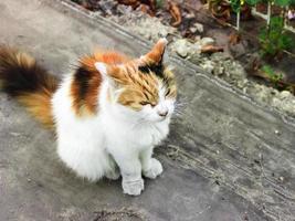 soffice gatto multicolore seduto sulla strada. il gatto ha un interessante colore della pelliccia originale. foto