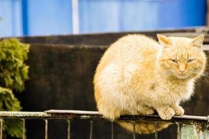 bellissimo gatto rosso seduto sul recinto foto