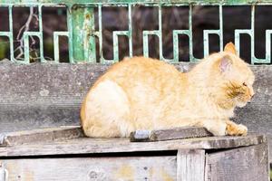 bellissimo gatto rosso seduto sul recinto foto