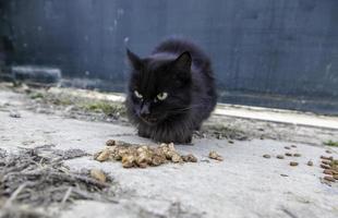 gatti che mangiano per strada foto