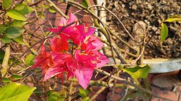 bouganville glabra, bouganville minore o fiore di carta, fiore a fioritura primaverile. foto