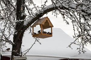 paesaggio invernale con una mangiatoia per uccelli su un albero. foto