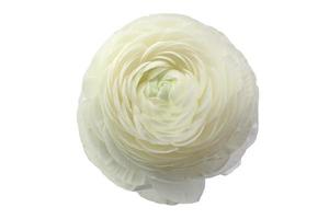 bellissimo fiore di gelsomino bianco su sfondo bianco foto