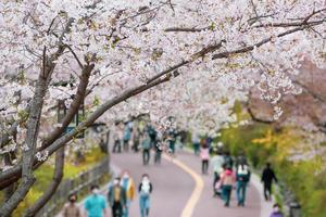 bellissimo sakura di fiori di ciliegio in primavera foto