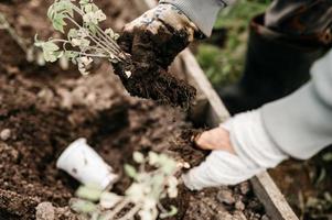 piantare pomodoro primaverile da giardino foto