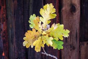 bellissimo ramo di quercia autunnale su sfondo di legno foto